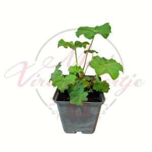 Palástfű Alchemilla mollis cserepes évelő dísznövény zöld lombbal