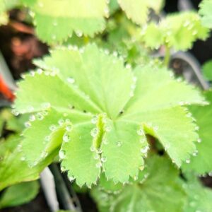 Palástfű Alchemilla mollis levél harmatcseppekkel közelről