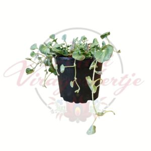 Pázsitszulák Dichondra repens csüngő zöld levelű dísznövény cserépben