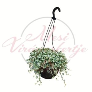 Pázsitszulák Dichondra argentea Silver Falls csüngő kaspós dísznövény