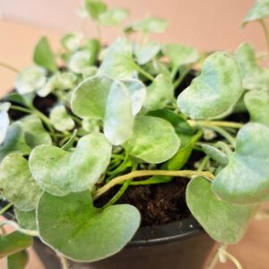 Pázsitszulák Dichondra repens levelek közeli képe bársonyos felülettel