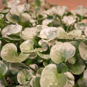 Pázsitszulák Dichondra argentea Silver Falls ezüstös levelek közeli kép