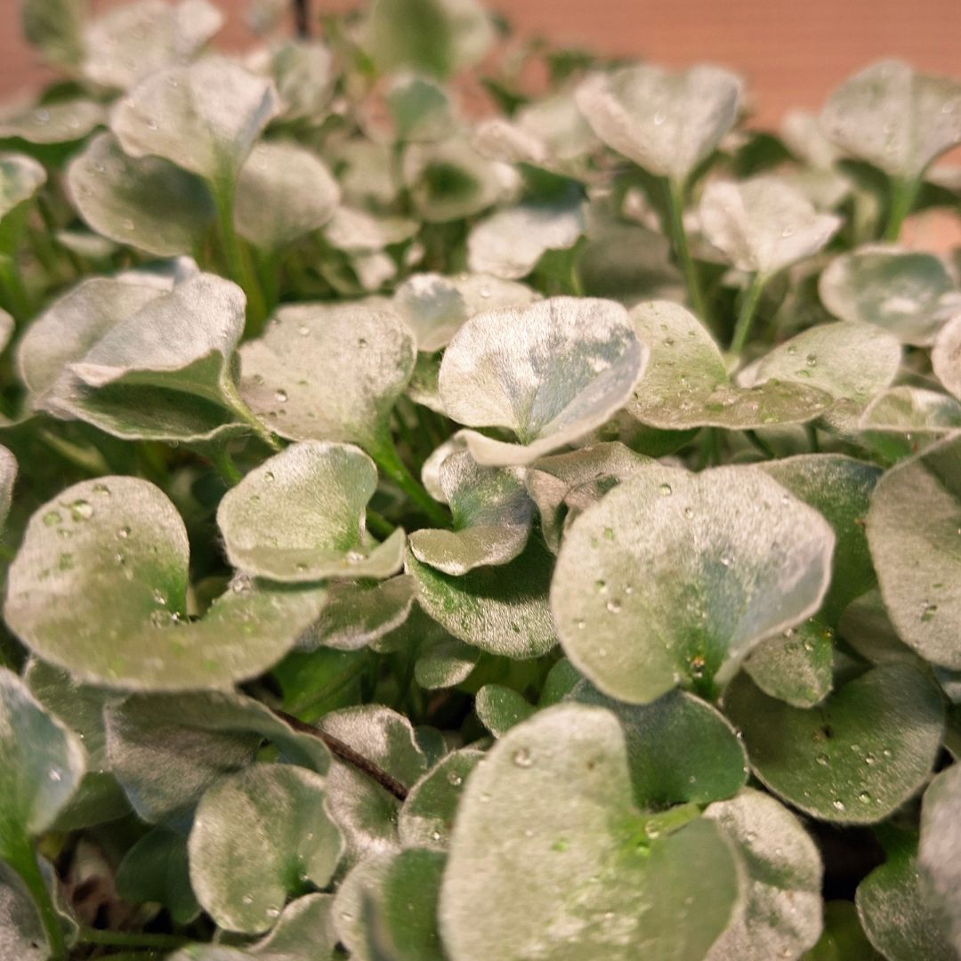 Pázsitszulák Dichondra argentea Silver Falls ezüstös levelek közeli kép