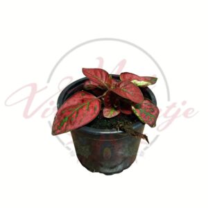 Pettyeslevél piros levelű Hypoestes phyllostachya szobanövény cserépben