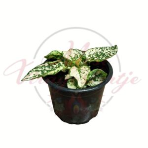 Pettyeslevél fehér zöld mintás Hypoestes phyllostachya szobanövény