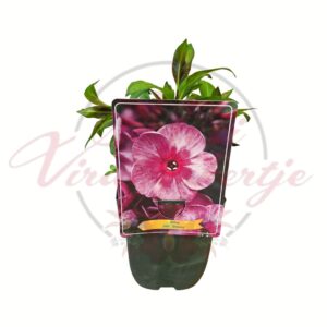 Bugás lángvirág Phlox paniculata Smokey rózsaszín virágú évelő dísznövény