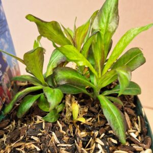 Bugás lángvirág Phlox paniculata Purple Kiss levelek közeli