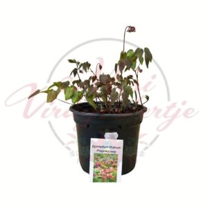 Püspöksüveg Epimedium rubrum cserepes árnyékkedvelő évelő