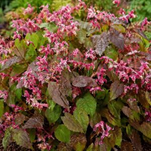 Püspöksüveg Epimedium rubrum virágzó kifejlett növény