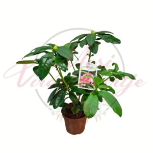 Havasszépe rózsaszín Rhododendron Delta cserépben