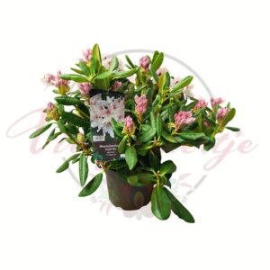 Havasszemű havasszépe Rhododendron Schneeauge cserepes örökzöld cserje