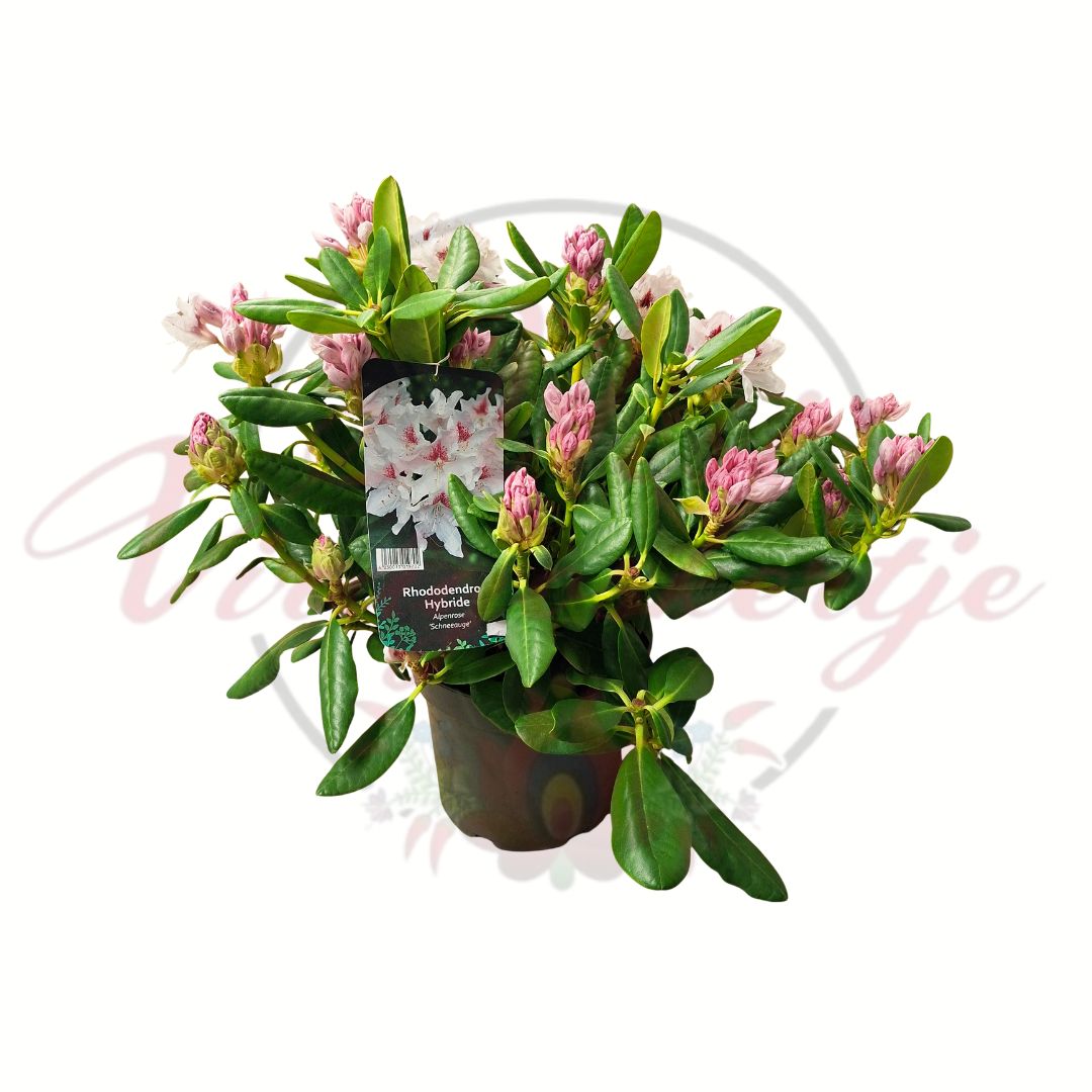 Havasszemű havasszépe Rhododendron Schneeauge cserepes örökzöld cserje