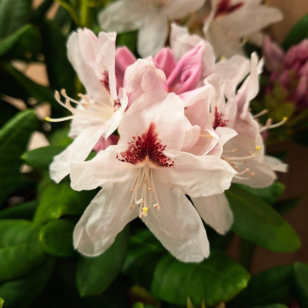 Rhododendron Schneeauge fehér virág piros mintával közelről