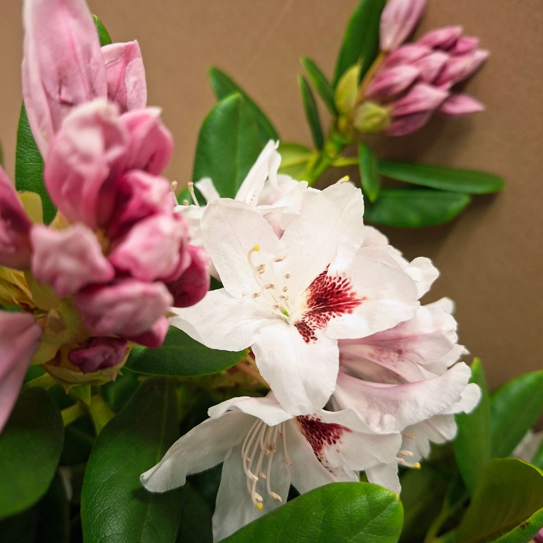 Rhododendron Schneeauge virág és bimbó együtt közelről