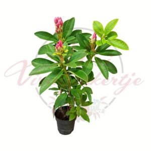 Havasszépe Rhododendron hybride rózsaszín virágú örökzöld díszcserje cserépben