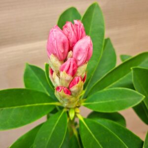 Havasszépe Rhododendron hybride rózsaszín virágbimbó közeli fotó