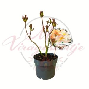 Sárga lombhullató azálea Rhododendron luteum Silver Slipper cserépben