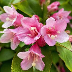 Rózsalonc Weigela florida rózsaszín virág közeli makró fotó