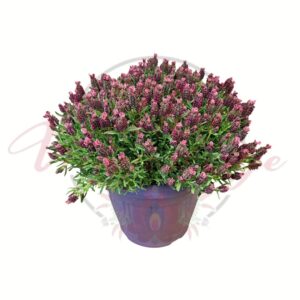 Rózsaszín francia levendula Lavandula stoechas cserepes mediterrán növény