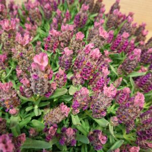 Rózsaszín francia levendula Lavandula stoechas virág közeli makró