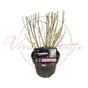 Rózsaszín kékszakáll Caryopteris × clandonensis 'Lissteph' Stephi cserepes díszcserje