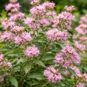 Rózsaszín kékszakáll Caryopteris × clandonensis 'Lissteph' Stephi virágzó cserje