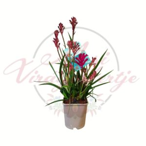 Rózsaszín kengurumancs Anigozanthos cserepes virágzó növény