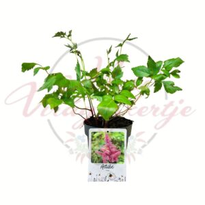 Rózsaszín tollbuga Astilbe spp cserepes évelő növény