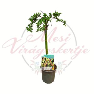 Törpe fűz Salix arbuscula törzses változat cserépben