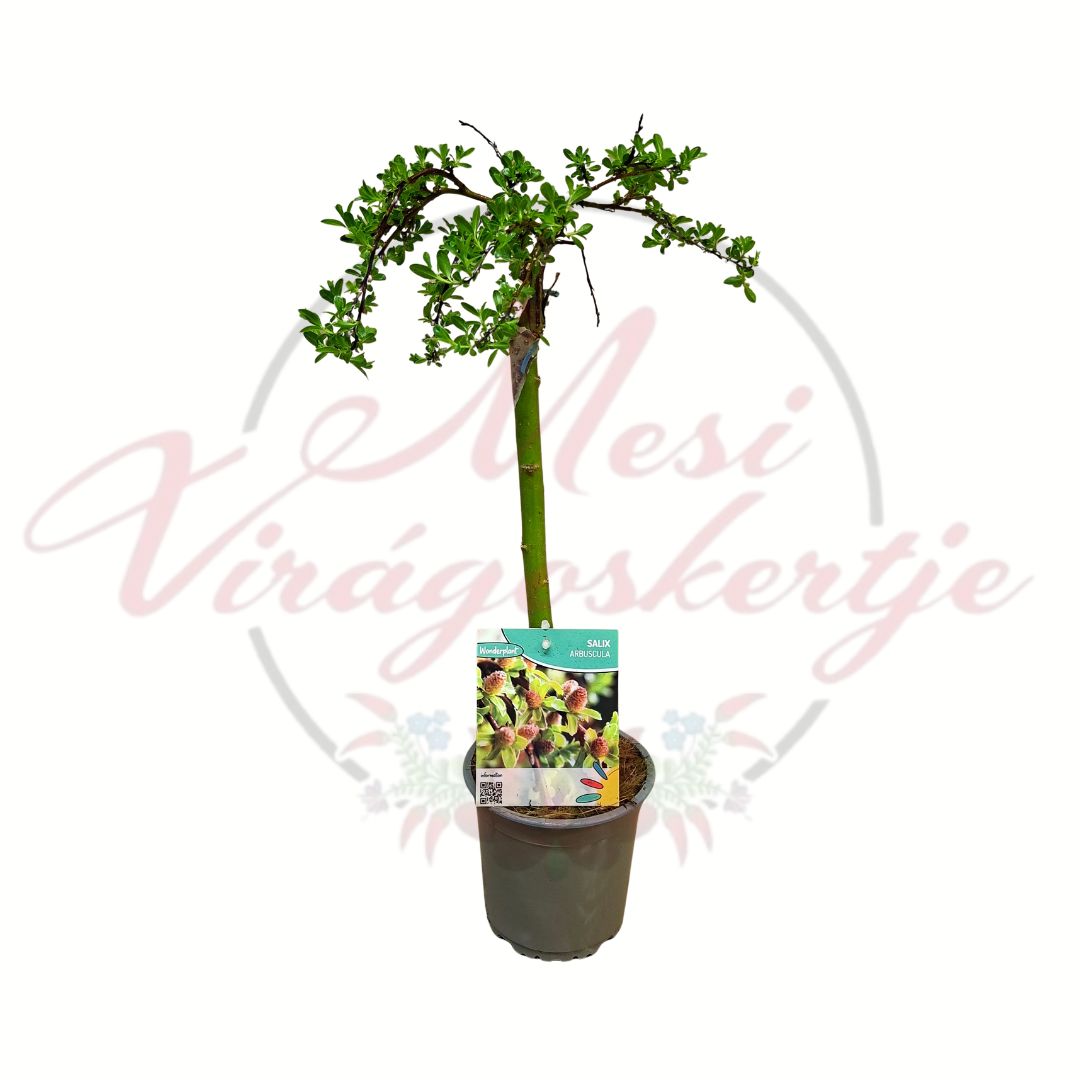 Törpe fűz Salix arbuscula törzses változat cserépben