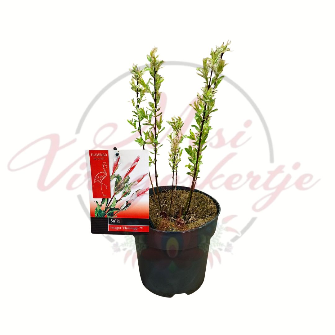 Salix integra Flamingo tarka levelű fűz cserepes díszcserje