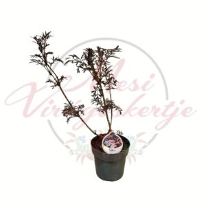 Sambucus nigra Black Lace fekete bodza bordó levelű díszcserje