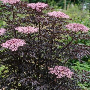 Sambucus nigra Black Lace fekete bodza bordó levelű virágzó díszcserje közeli kép