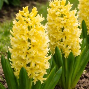 Sárga jácint virágzó Hyacinthus orientalis kerti ágyásban közeli kép