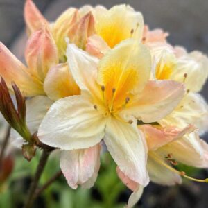 Lombhullató azálea Rhododendron Silver Slipper krémsárga virág közelről