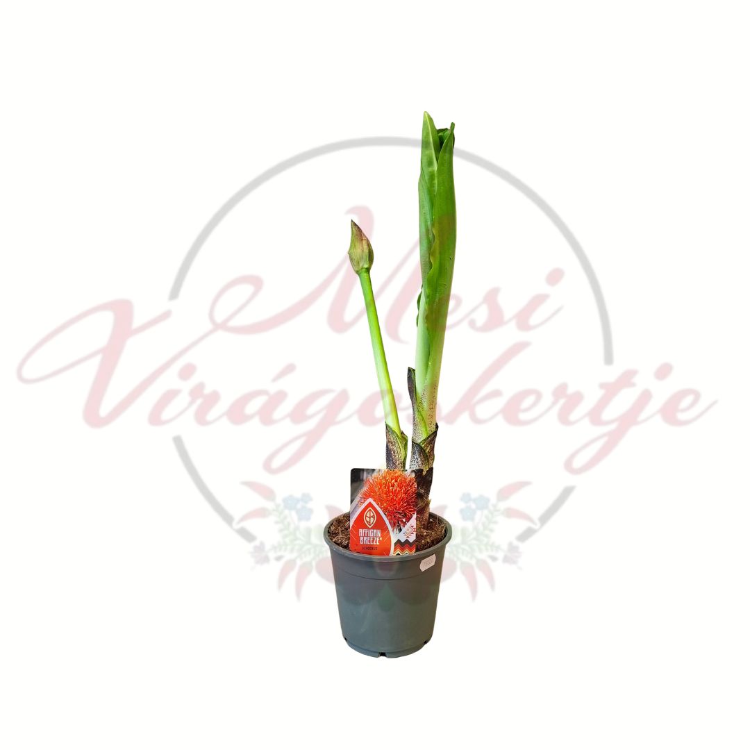 Vérvirág Scadoxus multiflorus cserepes egzotikus hagymás növény hajtással