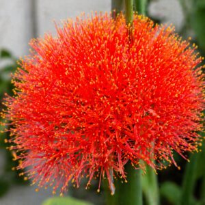 Vérvirág Scadoxus multiflorus élénk piros gömb alakú virág közelről