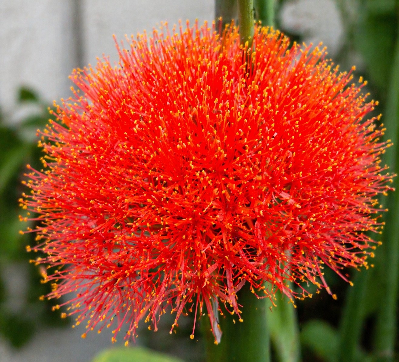 Vérvirág Scadoxus multiflorus élénk piros gömb alakú virág közelről