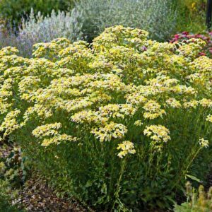 Aranyvessző Solidaster Lemore sárga virágú évelő kertben virágzáskor