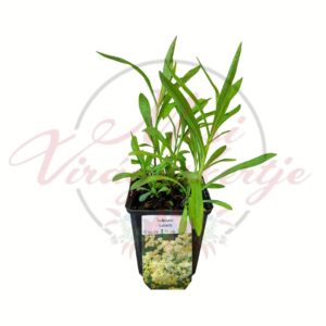 Aranyvessző Solidaster Lemore fiatal növény cserépben