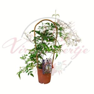 Sokvirágú jázmin Jasminum polyanthum futónövény támasztékkal cserépben