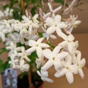 Sokvirágú jázmin Jasminum polyanthum fehér csillag alakú virágok közelről