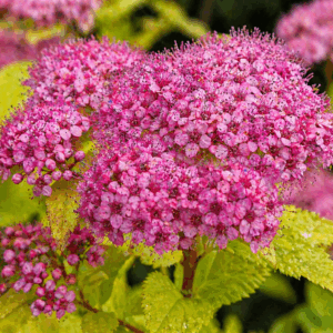 Japán gyöngyvessző rózsaszín virágai közelről Spiraea japonica Golden Princess