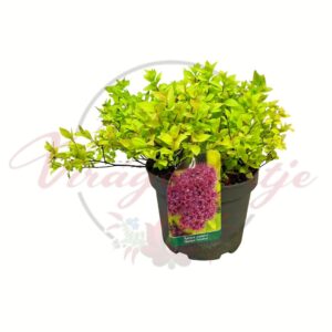 Japán gyöngyvessző Golden Princess cserépben Spiraea japonica
