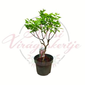 Illatos rózsaszín orgona Syringa vulgaris D Dream cserepes díszcserje