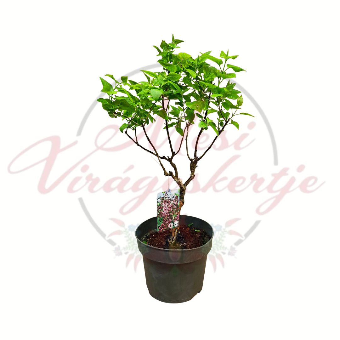 Illatos rózsaszín orgona Syringa vulgaris D Dream cserepes díszcserje