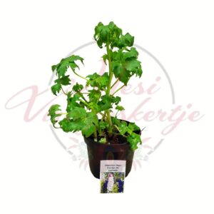 színes szarkaláb delphinium magic fountain mix cserepes évelő virág