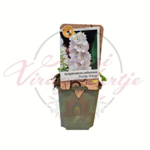 Fehér szarkaláb Delphinium cultorum Pacific White cserépben