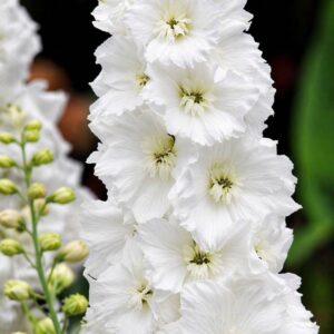 Fehér szarkaláb Delphinium cultorum Pacific White közeli virág