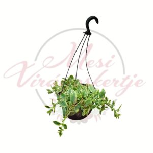 szívlevelű kristályvirág aptenia cordifolia csüngő pozsgás akasztós cserépben